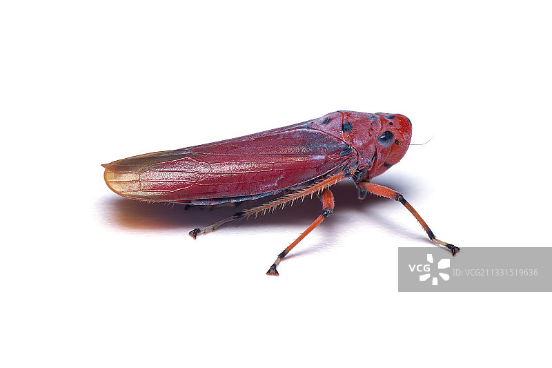 白色背景上的甲虫特写图片素材