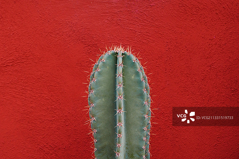 红色背景下的仙人掌特写图片素材