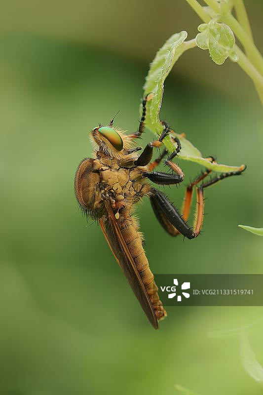 昆虫在植物上的特写图片素材
