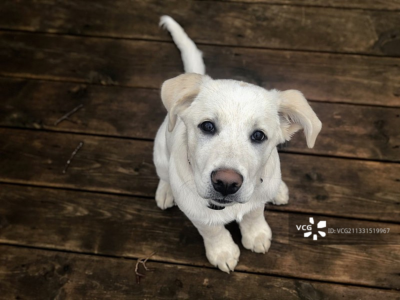 硬木地板上的狗狗俯视照片，罗切斯特，明尼苏达州，美国图片素材