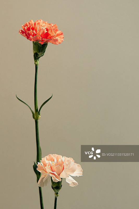 鲜花：康乃馨，亲情月，母亲节，教师节图片素材