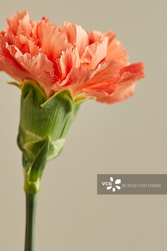 鲜花：康乃馨，亲情月，母亲节，教师节图片素材