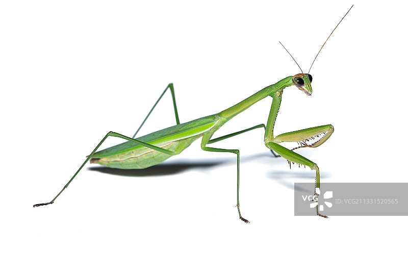 白色背景下螳螂的特写图片素材