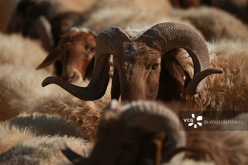 约旦安曼的绵羊肖像图片素材