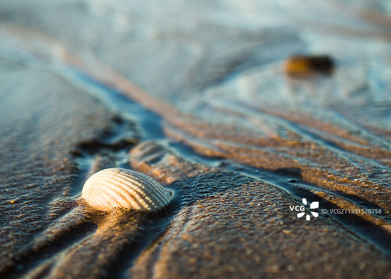 海豹在英国格兰海滩沙滩上的贝壳特写图片素材