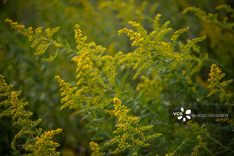 黄色开花植物特写图片素材