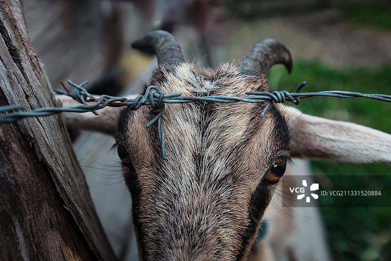 哥伦比亚萨连托山羊特写肖像图片素材
