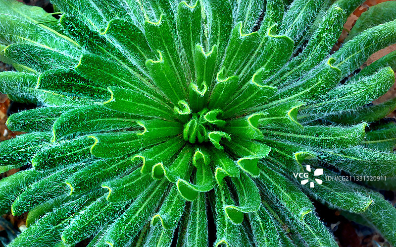 美国犹他州的湿植物全景照片图片素材