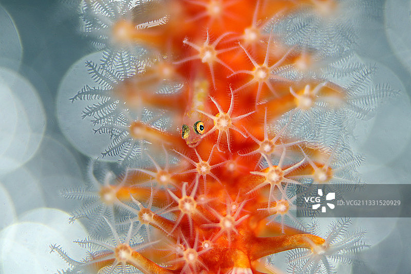 菲律宾植物上的海星特写图片素材