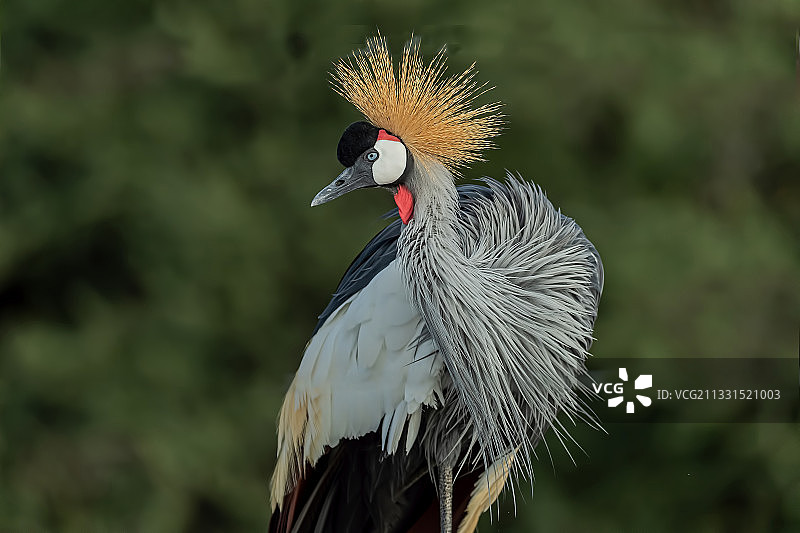 灰冕鹤在户外栖息的特写，肯尼亚巴林戈湖图片素材