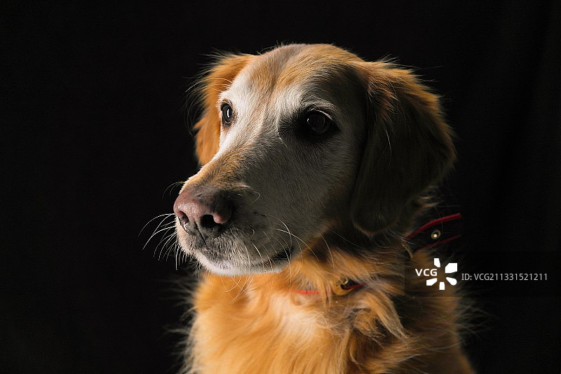 金毛寻回犬远眺的黑背景特写，辛辛那提，俄亥俄州，美国图片素材