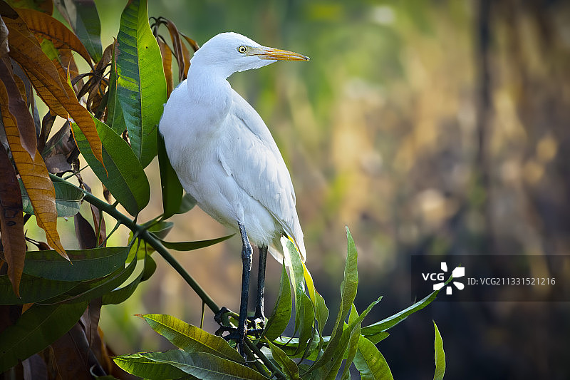 埃及盖卢比省植物上的大白鹭特写图片素材