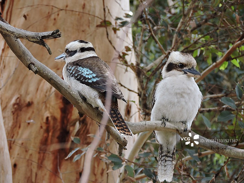 鸟类栖息在树枝上特写，澳大利亚图片素材