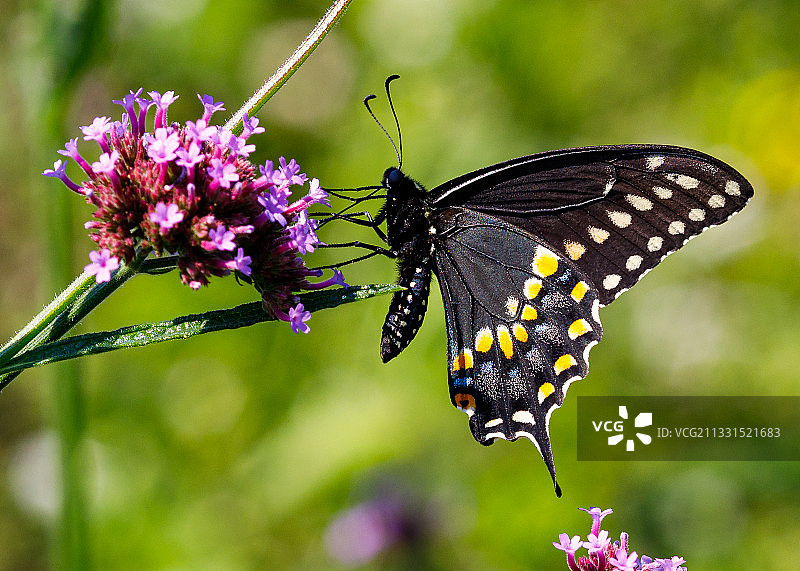 蝴蝶在紫色花朵上采蜜特写，美国图片素材