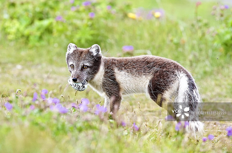 草地上站立的紫色北极狐肖像图片素材