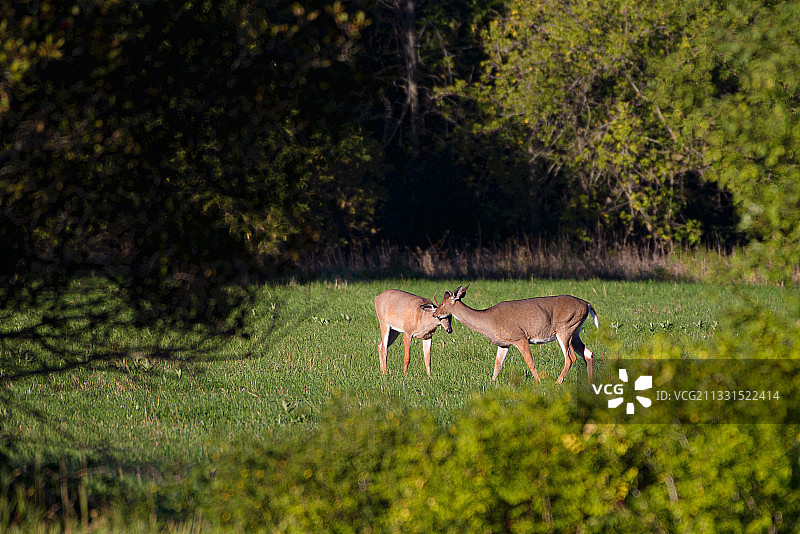 幼驹在草地上吃草的侧视图，加拿大安大略省渥太华图片素材