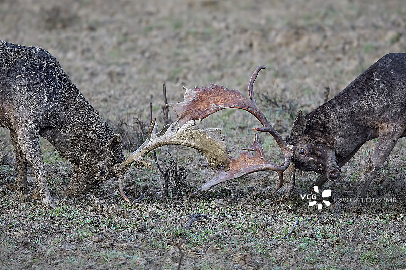 鹿站在田野上的侧视图图片素材