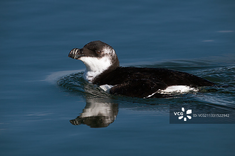 贝尔法斯特湖中游泳的鸭子特写，英国图片素材