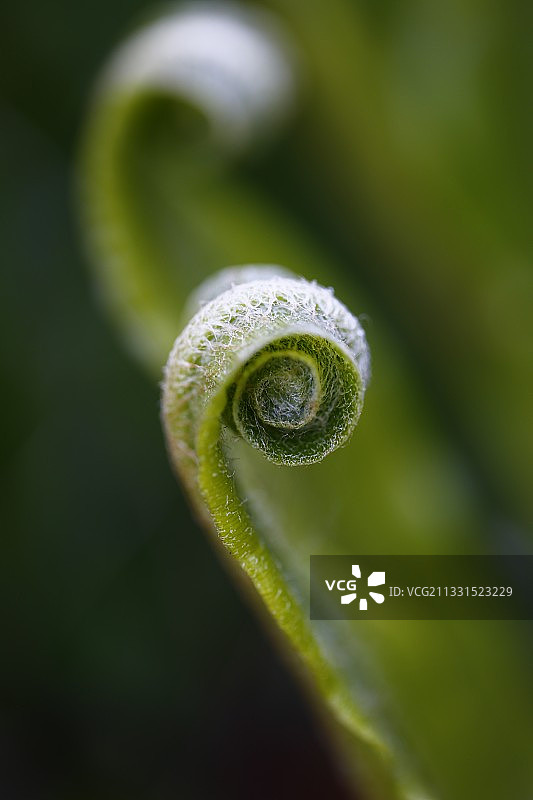 英国文特诺惠特韦尔蕨类植物特写图片素材