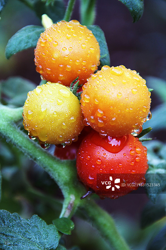 美国康涅狄格州布里奇波特，雨季里湿漉漉的植物特写图片素材