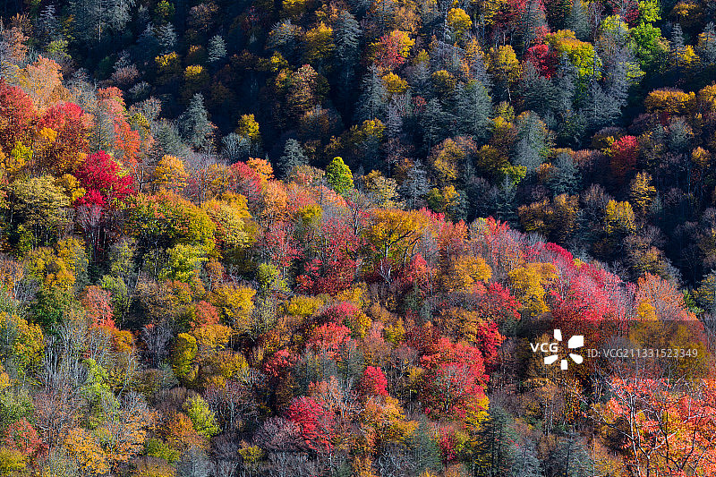 美国大雾山国家公园秋季森林树木高角度景观图片素材