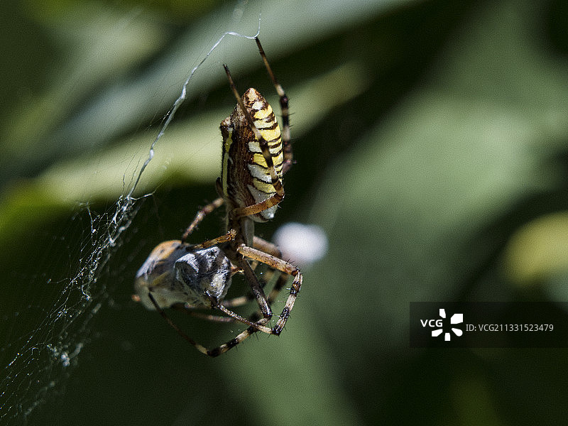 保加利亚，蜘蛛网上蜘蛛特写图片素材