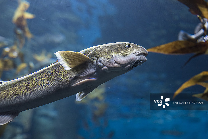 海中游动的三文鱼特写图片素材