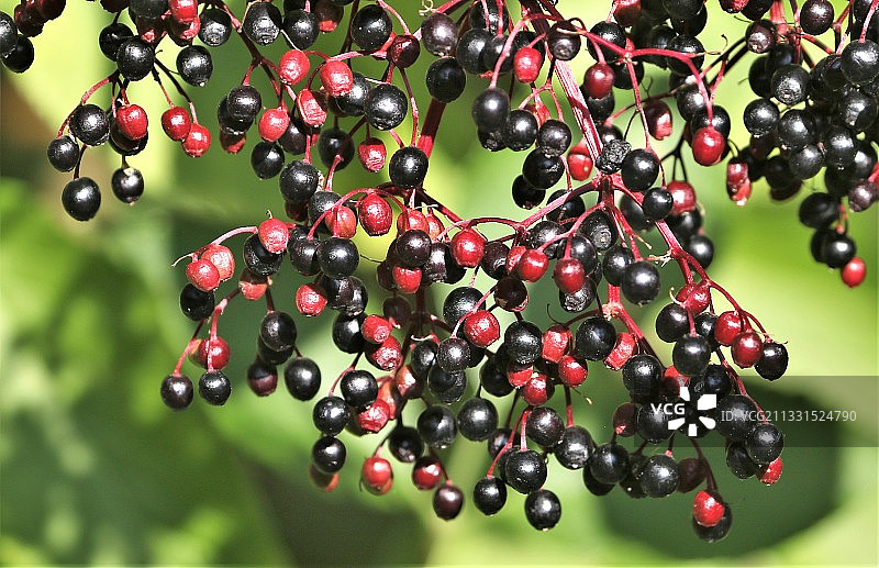 树上浆果生长的特写镜头图片素材