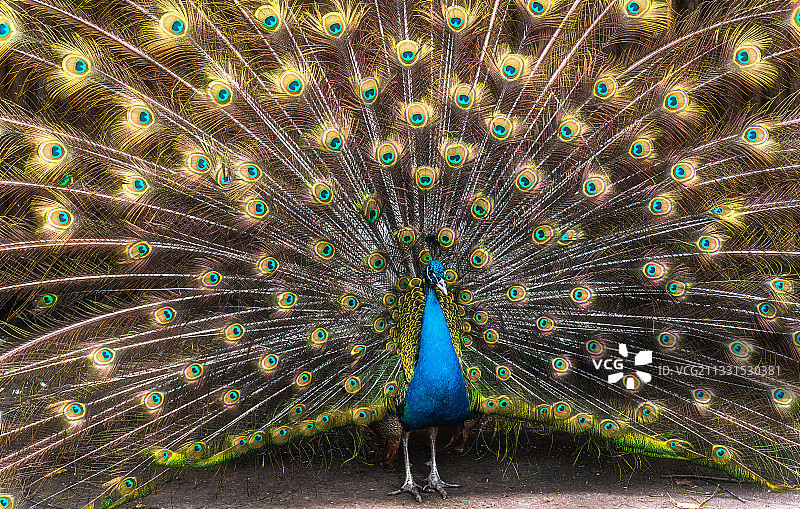 孔雀开屏图片素材