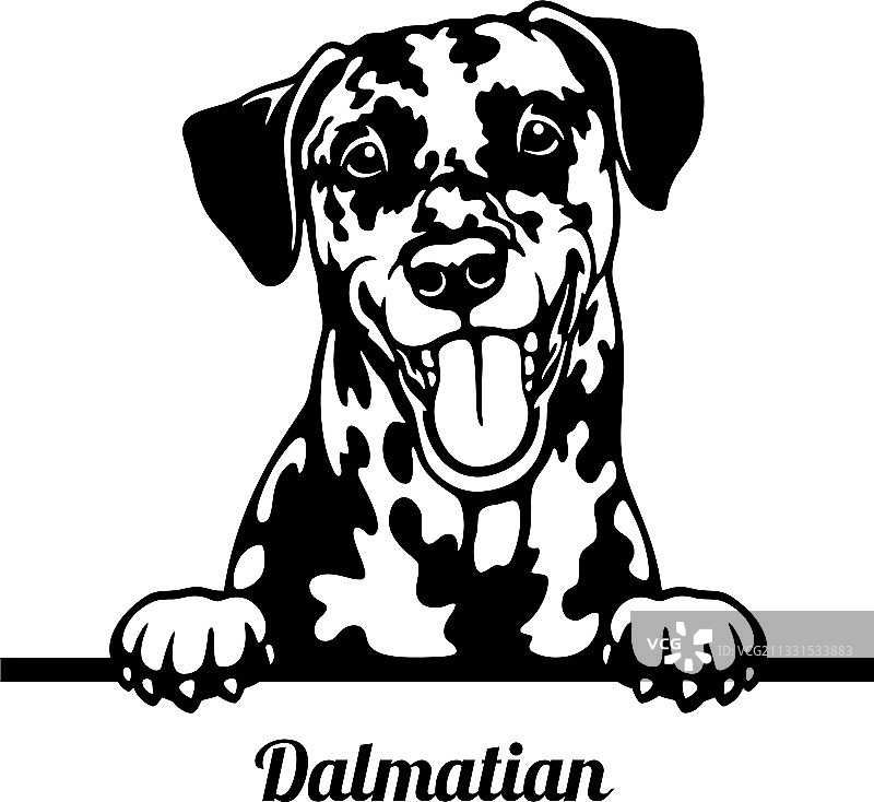 达尔马提亚犬头部白色背景隔离图片素材