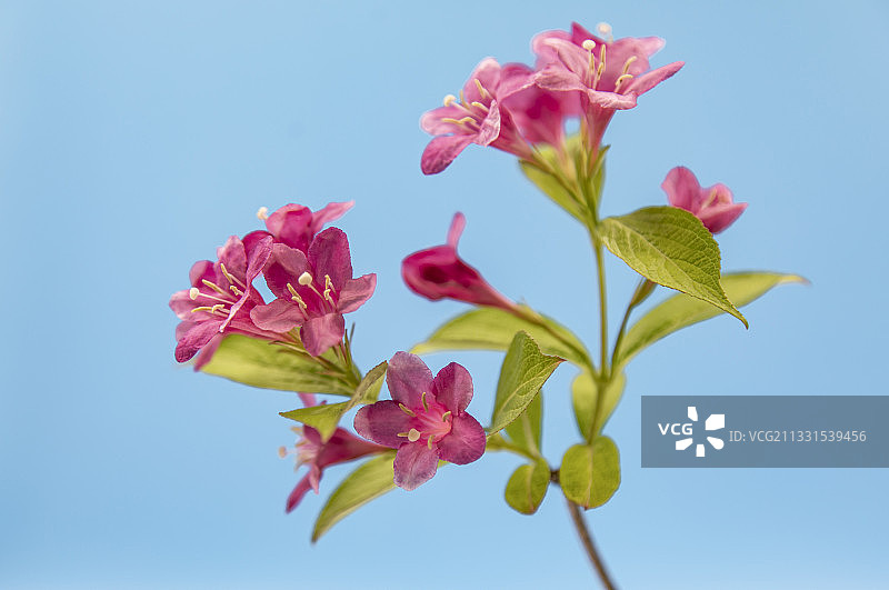 绽放的杜鹃花头图片素材