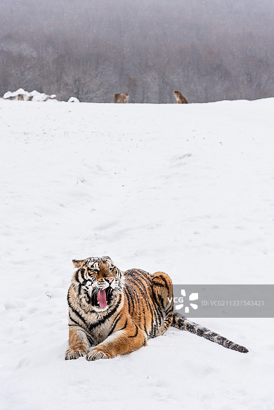 冬天雪后雪地中的老虎东北虎图片素材