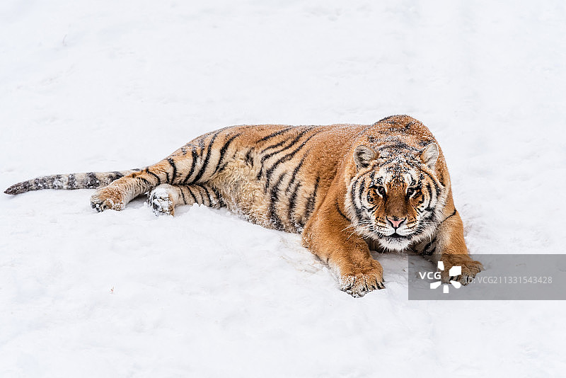 冬天雪后雪地中的老虎东北虎图片素材
