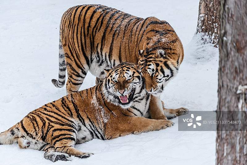 冬天雪后雪地中的老虎东北虎图片素材