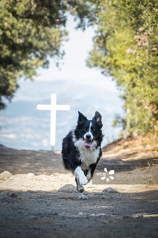 法国，土路上奔跑的牧羊犬肖像图片素材