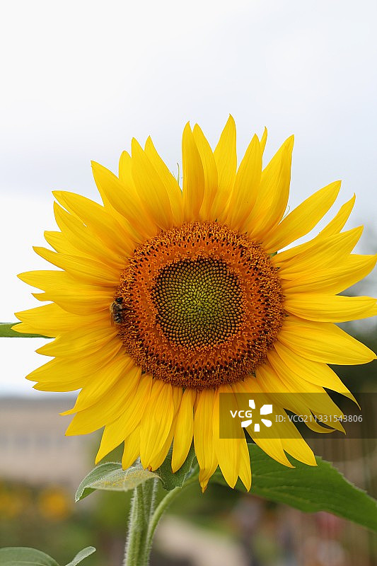 特写的向日葵图片素材