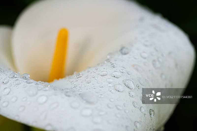 湿白花特写，澳大利亚维多利亚州坎伯韦尔图片素材