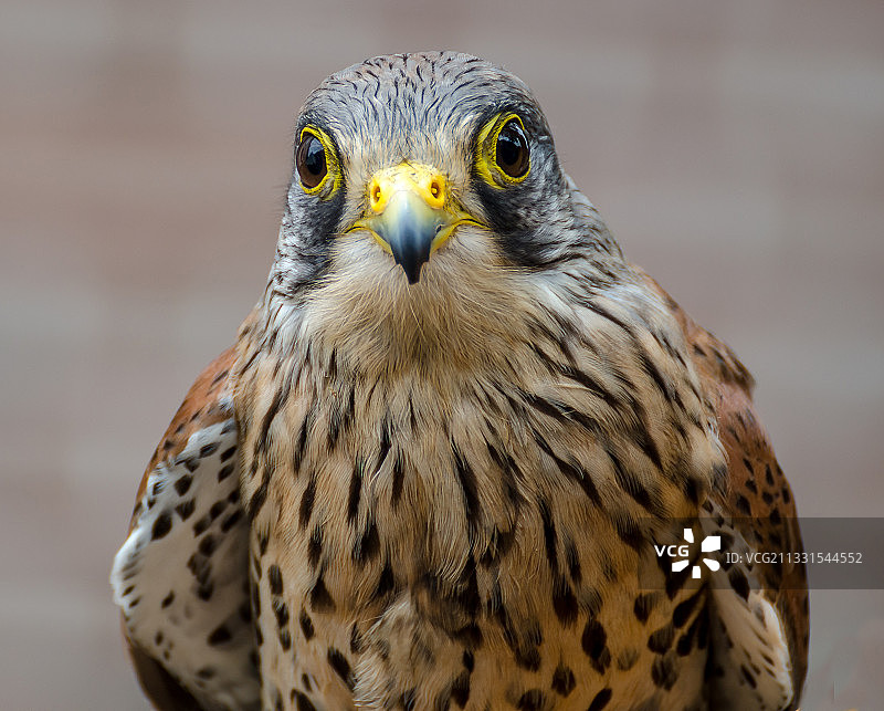 鹰的特写肖像图片素材