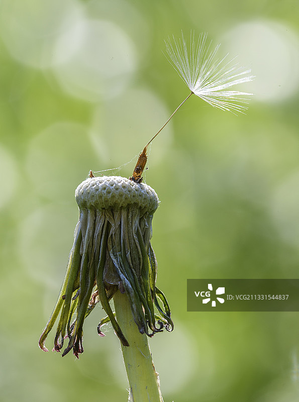 蜗牛在植物上的特写，瑞典图片素材