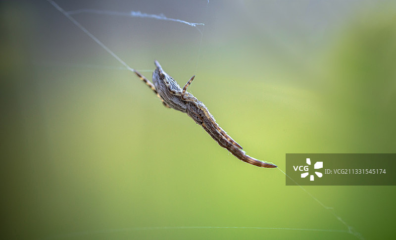 哈萨克斯坦的蜘蛛网特写图片素材