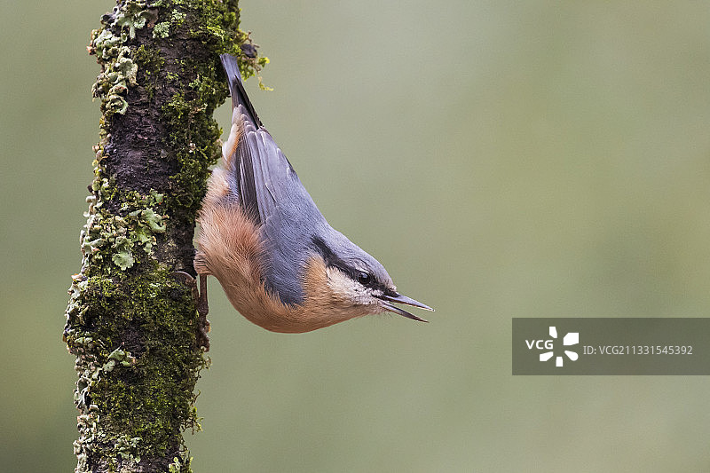山雀栖息在树上的特写，葡萄牙卡拉皮塔图片素材