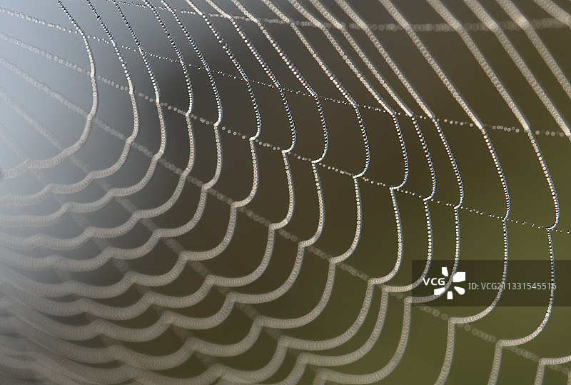 蜘蛛网全画幅照片图片素材
