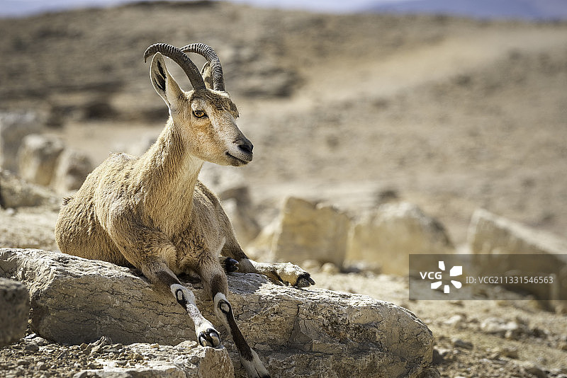 羱羊坐在以色列米茨佩拉蒙岩石上的侧面照图片素材