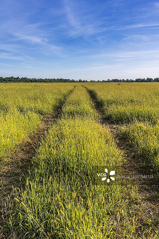 罗马尼亚穆列什洪泛区自然公园的田野风光图片素材