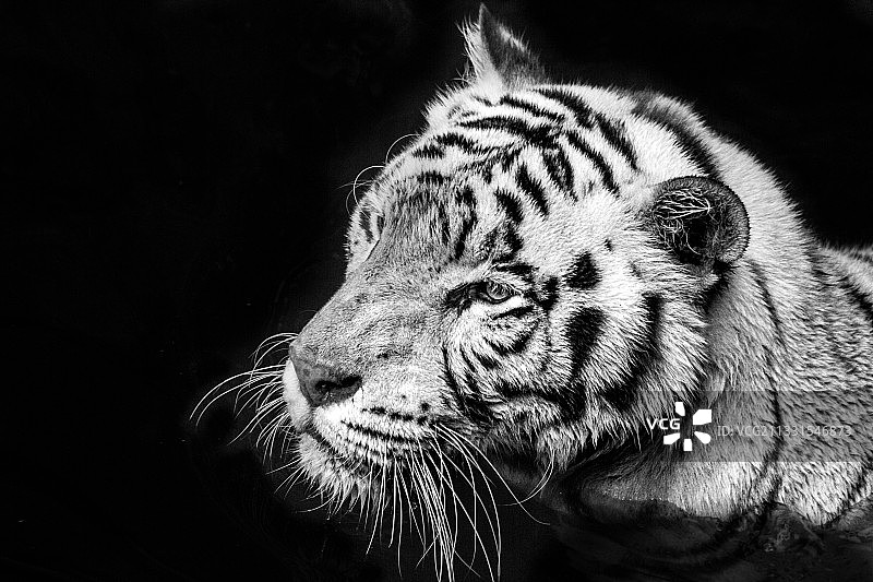 黑色背景下的白色老虎特写图片素材