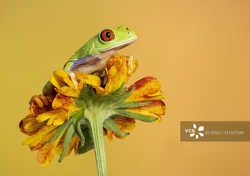 树木上的红色和黄色花朵特写图片素材