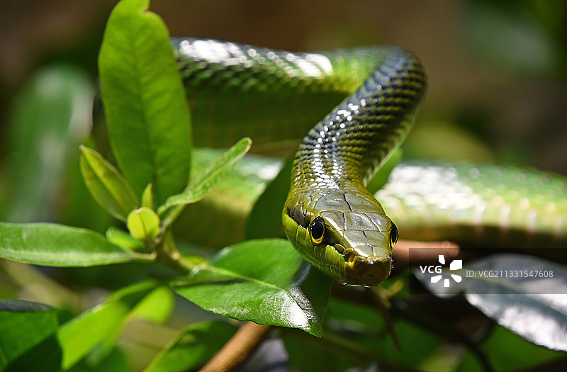 树上的蛇的特写图片素材
