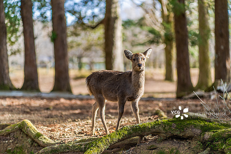 日本奈良县奈良市森林中站立的鹿的肖像图片素材