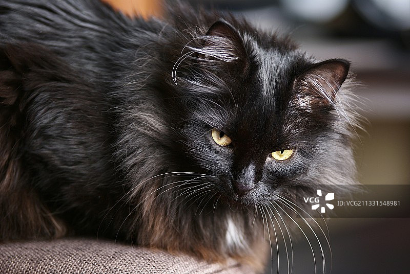 黑猫特写肖像图片素材