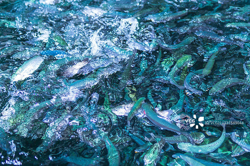 鱼塘中的鳟鱼养殖，淡水鱼选择性育种图片素材